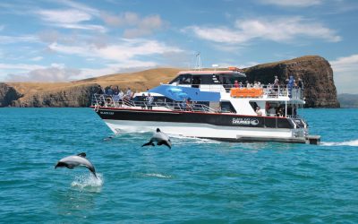 akaroa nature cruise